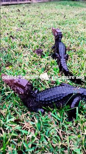 Dwarf Caiman: Nature’s Mini Crocodile #reptiles