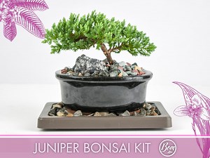 Juniper Bonsai Tree Kit RAVE REVIEWS 3-4 Years Old Juniper Procumbens 'nana' Glazed Ceramic Indoor Gardening Live Houseplant Home Decor Gift - Etsy