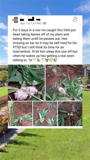 Pothead Rat Missing An Ear Self Medicating With Plants 🌿 #RatLife #AnimalRescue