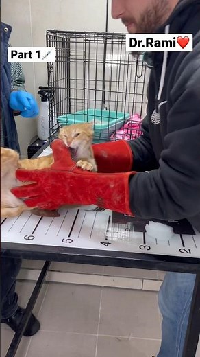 How to deal with angry cat and ferocious cat 🐱 part 24