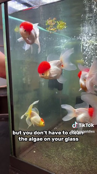 How to Clean Fish Tank Glass: The Ultimate Guide