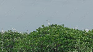 A flock of great egrets live in the mangrove forests of Indonesia