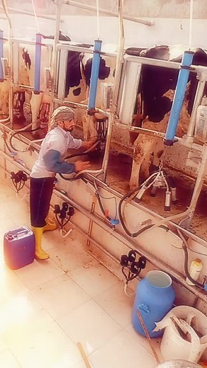 Dairy Farming: Milking Cows on a Dairy Farm
