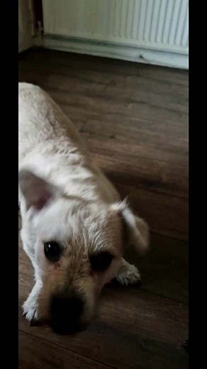 Deefa Dog and Dad. Episode 11 | Deefa Dog and Dad