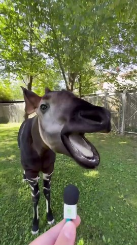 Okapi Offers Soothing Sounds in Gentle ASMR Clip