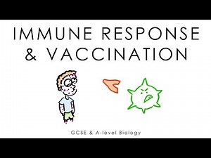 Viruses, Immune System & Vaccines - Biology GCSE & A-level