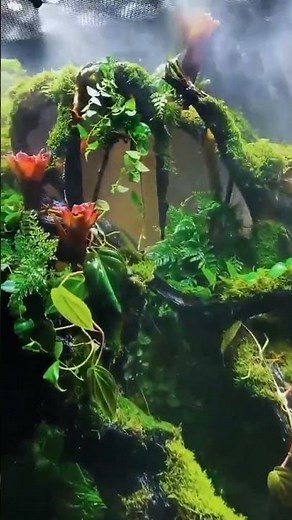 Reptile Mister Automatic Misting System for Amphibians, Plants, Tank, Paludarium and Vivarium