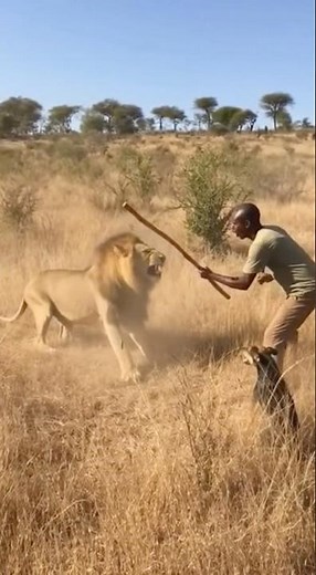 MAN vs LION 😱 The Most Dangerous Encounter Ever!