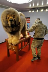 17M views · 105K reactions | This dog is an absolute UNIT!  | The Woof World | Facebook