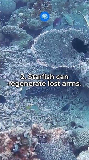 Marine Invertebrates: Fascinating Facts