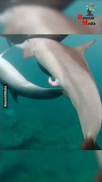 Dolphins Mating! #dolphinsmating #dolphinmate #dolphinmating #matinginocean #dolphin #dolphins