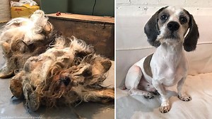 'Horribly neglected' cocker spaniel gets remarkable transformation from Chicago rescue group