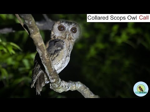 Collared Scops Owl Call | Scops Owl | Collared Scops Owl | BIRD Call । 2021 Wildlife Photography
