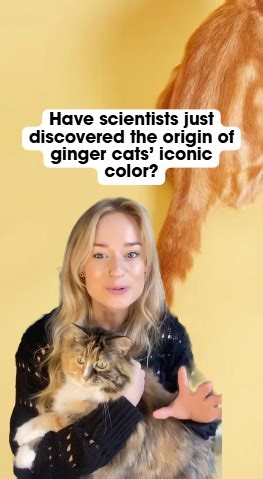 Could this genetic variant explain ginger cats’ color and chaos? 🐈 Read more about the study via the link in the comments! | The Science Explorer