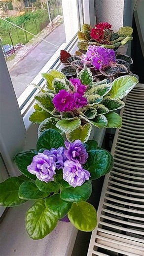 Semra Esen (menekşe) on Instagram: "勺TAKİP ET勺 Pencere önünde Menekşeler 邏刺刺刺 李takip et 李beğen 李yorum yap 李kaydet 李paylaş Katkıda bulunanlara teşekkür ederim. #semraesen #canlıçiçek #menekşe #garden #saksıçiçekleri #africanviolet #afrikamenekşesi #fialka #fialki #menekşeçiçeği #africanviolets #bahçe #botanik #instagram #i̇şlergüçler #çalışmak #youtuber #youtube #menekşebakımı"