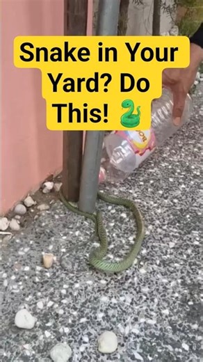 How to Safely Remove a Snake from Your Backyard!#SnakeSafety #WildlifeFacts #wildmine