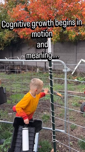 Why is harvesting persimmons a part of our curriculum? The challenges the harvest presents of course! Neuroscience tells us that confidence and motivation grow from meaningful participation. Each small challenge these children met and solved strengthened neural pathways for problem-solving, perseverance, and self-regulation. When we first arrived the children realized the branches were too high, leading to the solution of retrieving milk crates. Immediatly, they faced their next challenge, the f