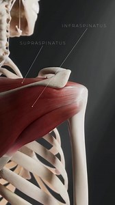 9.1K views · 125 reactions | Les muscles de la Coiffe des Rotateurs ...
