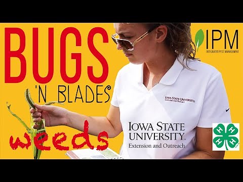 How to Identify Weeds: Monocots vs. Dicots