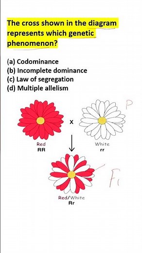 Identify the Genetic Phenomenon #Codominance #biologymcq #neetmcq #biology