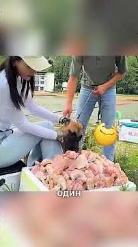 The Dog Who Was Tricked… Then Became a Hero