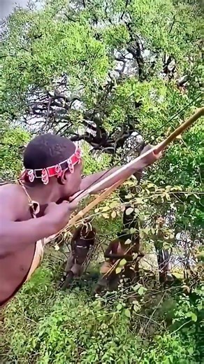 High above in the top trees.several hunter notice...