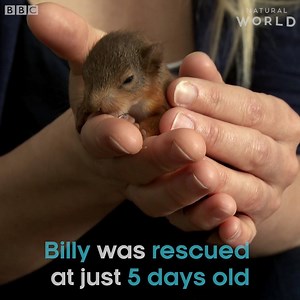 Billy was rescued at just 5 days old. 🐿💚 Would you foster a baby red squirrel? #SuperSquirrels | BBC Earth