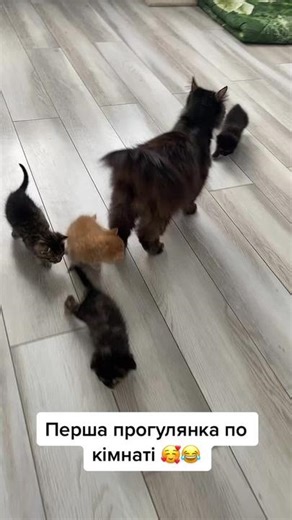 #кошенята #коти #мамакішка #тіктокукраїна #catsoftiktok #рекомендації #kitty #прогулянка #кошенятка