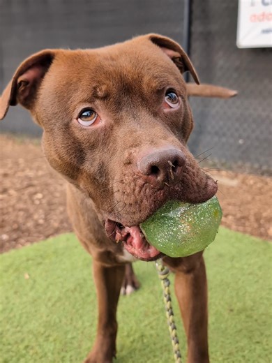 Meet Johnny Polo: Your Future Playful Companion