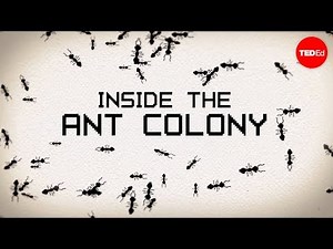Animation about ant colonies