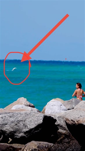 Miami Famous | Special guest for spring break! Notice the spinner shark 🦈 at the Haulover Inlet beach? @lifestyle_miami | Instagram