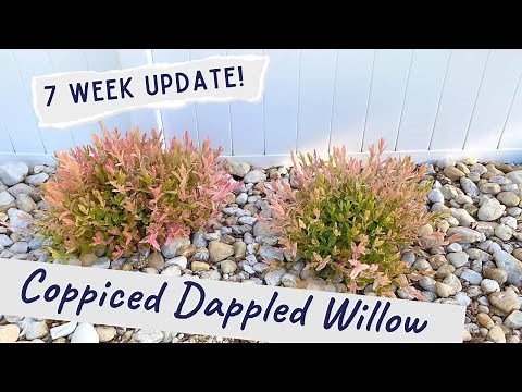 Coppiced Dappled Willow: 7 Week Update
