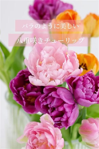 【バラのように美しい八重咲きチューリップ】