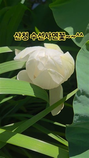 산청 볼거리~~^^ #이찬원 #간다이거지 #산청군 #수선사 #수국명소 #연꽃 #산청여행