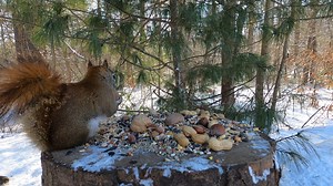 Little Red | Critter Cam