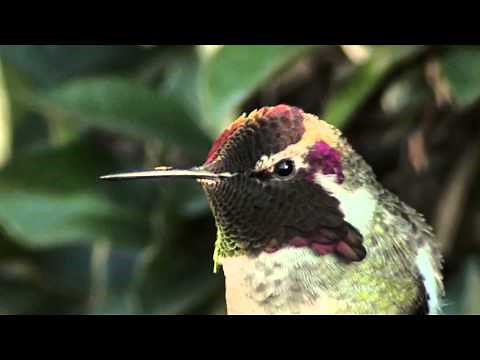 Hummingbird's mesmerizing "color change" illusion