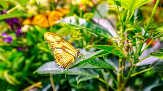 The type of butterfly bush that's noninvasive with long lasting blooms for pollinators
