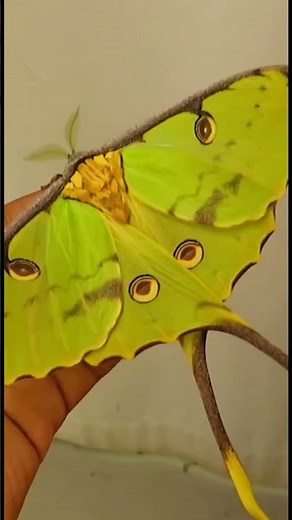 Female African Moon Moth warms up for flight & zooms around! #moths#africanmoonmoth #callawaygardens