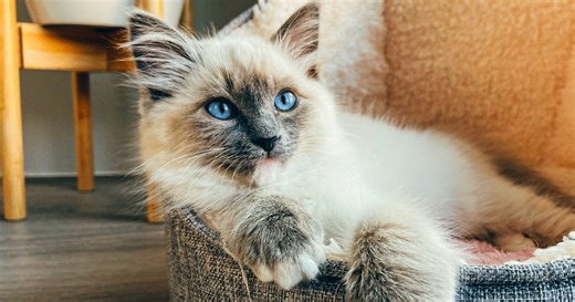 Découvrez le Ragdoll, le plus charmant des chats d'intérieur