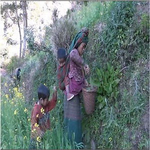 751K views · 10K reactions | Collecting technology of green leaves of nettles | Nepali Village Family | Facebook