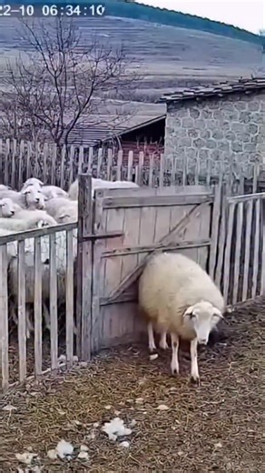 Amarjeet Kumar on Instagram: "ご存知ですか? 日本では今、「歩く足跡」から発電しています! ⚡ 日本では現在、一歩ごとに発生するエネルギーを電気に変換する圧電タイルが設置されています! 🦵 人がこれらのタイルの上を歩くと、体重と動きによってタイルに圧力がかかり、タイルがわずかに曲がり、機械的な応力が生じます。タイル内の特殊な素材がこの圧力を電荷に変換します。⚙️ 一歩ごとに少量の電気が生成されますが、何百万人もの人が毎日歩く場合（東京の渋谷駅では1日240万歩以上!）、LEDライト、ディスプレイ、さらにはセンサーに電力を供給するのに十分なエネルギーが生成されます! 💡🌱 この技術は、未来の都市が一歩ごとに「充電」されることを示しています。想像してみてください。もし私たちの都市がこのようなタイルで覆われていたら、私たちの動きだけで発電できるのでしょうか? ⚡ #日本 #テクノロジー #mglion #mglionbet #mglionbet 日本 知好 知好楽面"