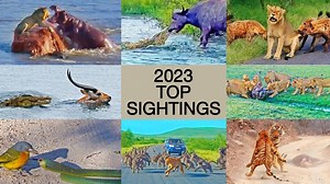 The Best Animal Sightings | Ruby Life