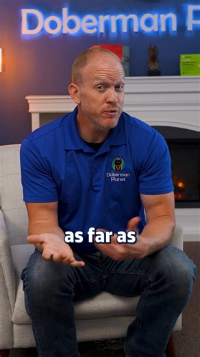 33K views · 979 reactions | American vs European Dobermans: Who’s more assertive?  #DobermanBehavior #DobermanTraining #DogOwnerTips #WorkingDogBreeds #CanineTemperament #DogTrainingAdvice #PetEducation #ResponsibleDogOwnership | Doberman Planet | Facebook