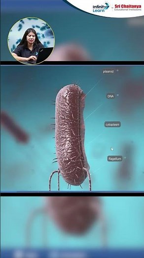 Bacteria Structure & Its Types Explained in 1 Minute | 3D Animation | NEET 2026 #Shorts