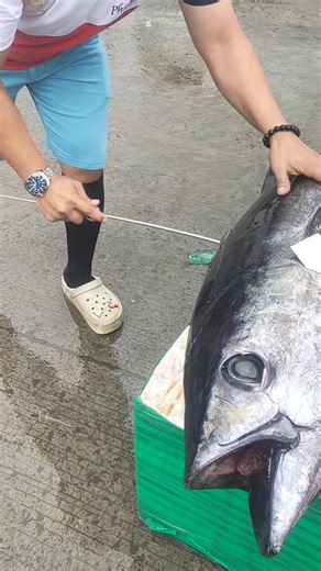 #tuna #freshtuna #fishvendor #testersneeded #hanapbuhayparasapamilya | Rey Ka Partner
