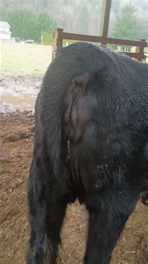 Udder development is starting to happen she's due the 1st week of April