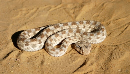 Vipera della sabbia, quanto è velenosa e perché si chiama anche "vipera cornuta"