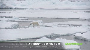 909 reactions · 497 shares | IL TEMPO STRINGE: l'Artico si scioglie e gli orsi polari rischiano l'estinzione! Invia ARTICO11 al 331 1234 331 per salvare l'Artico e ricevere maggiori info. | Greenpeace Italia | Facebook