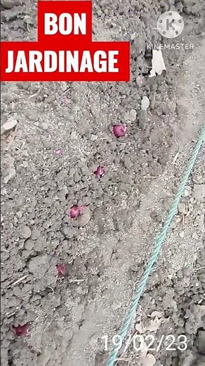 planter l,oignons rouge février 2023