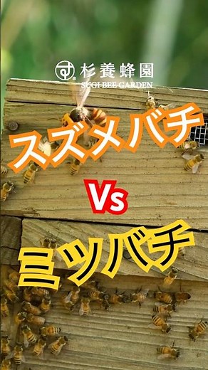 スズメバチ VS ミツバチ！自然界の戦いがすごすぎる #西洋ミツバチ #スズメバチ #自然の脅威 #ミツバチの戦い #養蜂 #スズメバチの襲撃 #ドキュメンタリー #自然の力 #蜂場 #杉養蜂園